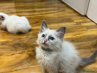 Ragdoll cats GCCF Registered Kittens*Ready to go*1 boy left* - Advert 2