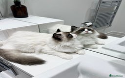 Ragdoll cats for sale: Last 2 Active boys, Champion blood - Image 8