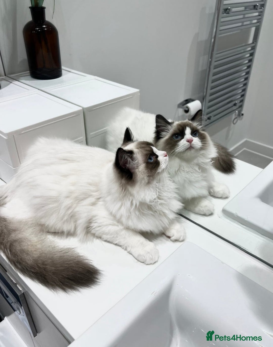 Ragdoll cats for sale: Last 2 Active boys, Champion blood - Image 8