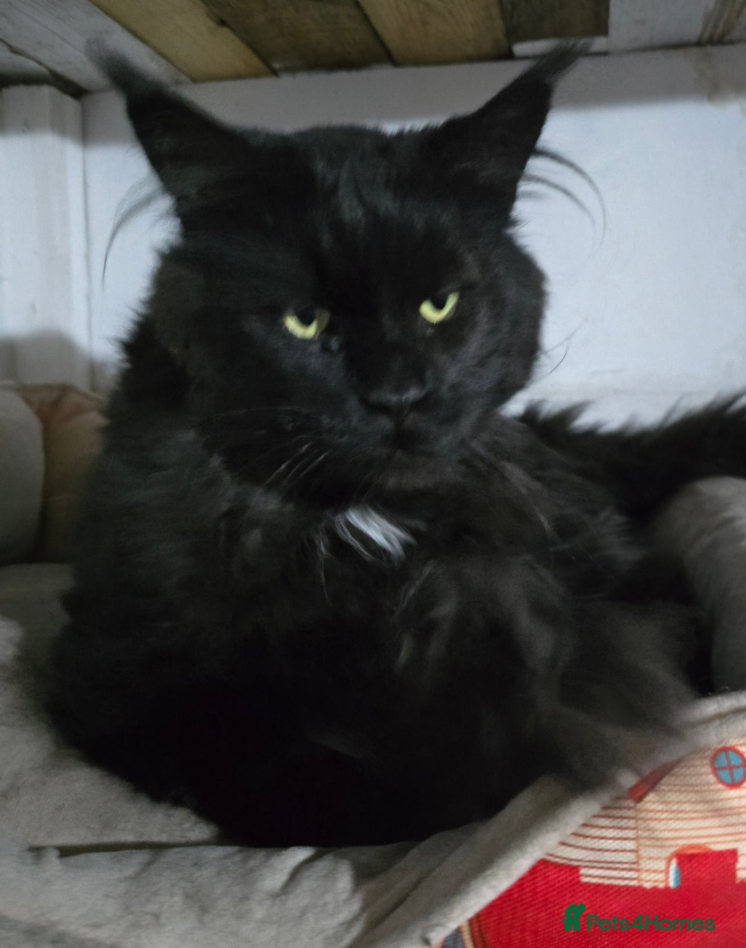 Maine Coon cats for stud: STUD ONLY  Maine Coon 9kg Russian Lines Proven - Image 4