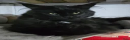 Maine Coon cats for stud: Large Black 9kg Russian Lines Maine Coon STUD - Advert 12