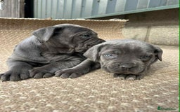 Cane Corso dogs for sale: Cane corso pups - Image 6