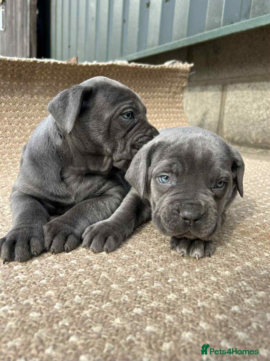 Cane Corso dogs for sale: Cane corso pups - Image 6