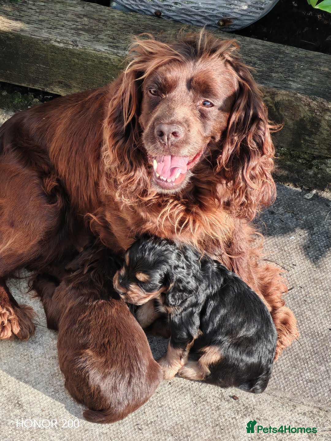 Cocker Spaniel dogs for sale: Cocker Spaniel Puppies For Sale - Image 8