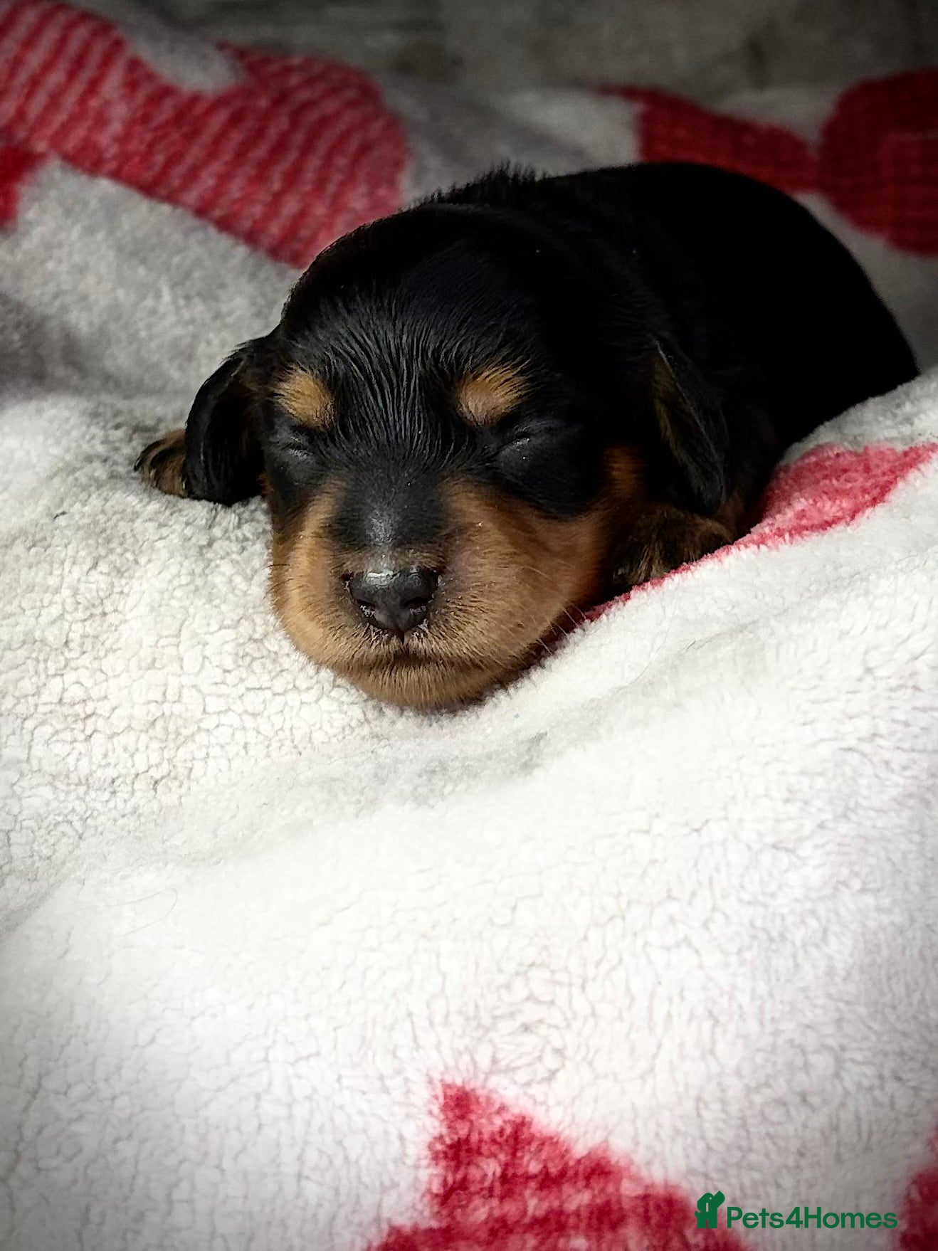 Miniature Dachshund dogs Pedigree Longhaired Miniature Dachshunds  - Advert 15