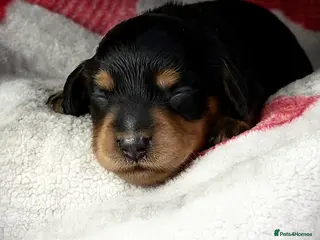 Miniature Dachshund dogs Pedigree Longhaired Miniature Dachshunds - Advert 15