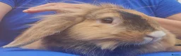 Mixed Breed rabbits for sale: Bunny's  - Advert 9