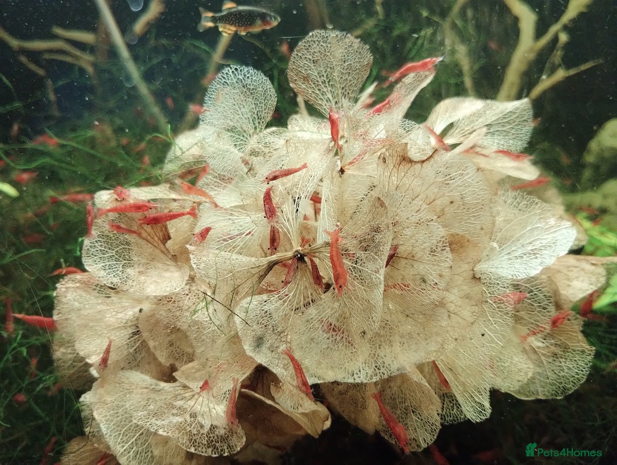 Shrimps fish Red cherry shrimps - Advert 1