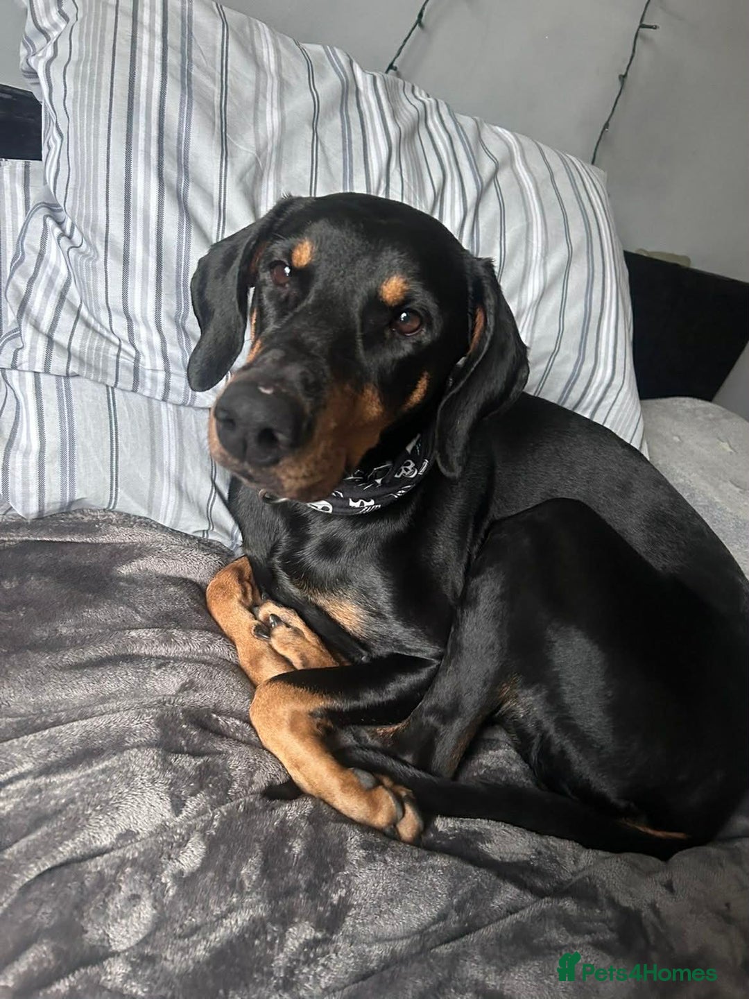 Dobermann dogs for sale: 2 year old female Doberman - Advert 2