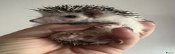 Pygmy Hedgehog rodents for sale: African Pygmy hedgehogs hoglets  - Advert 10