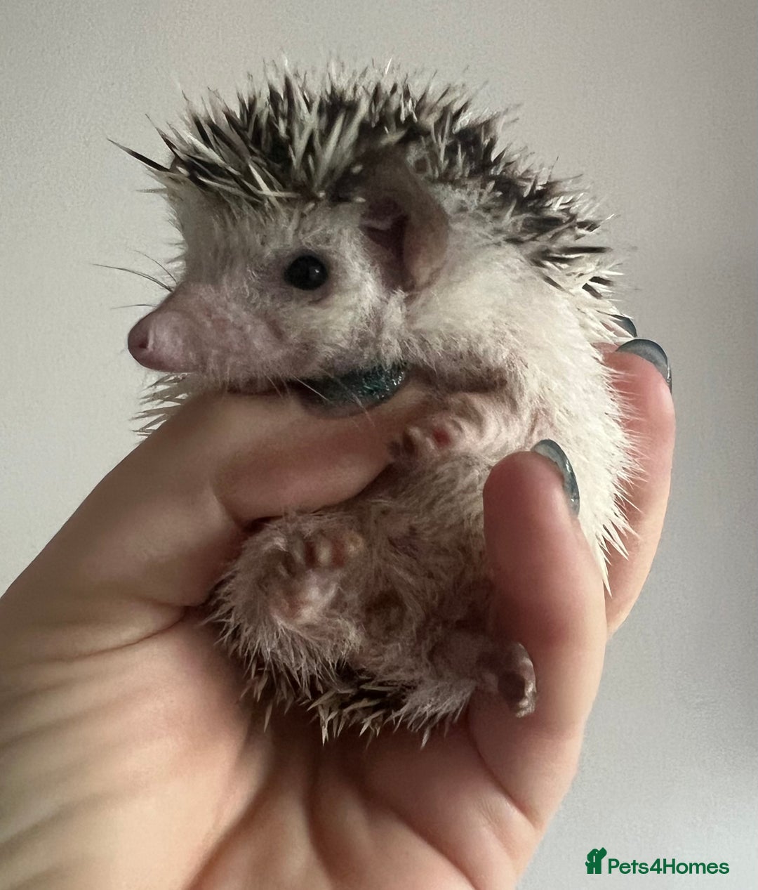 Pygmy Hedgehog rodents for sale: African Pygmy hedgehogs hoglets  - Advert 10