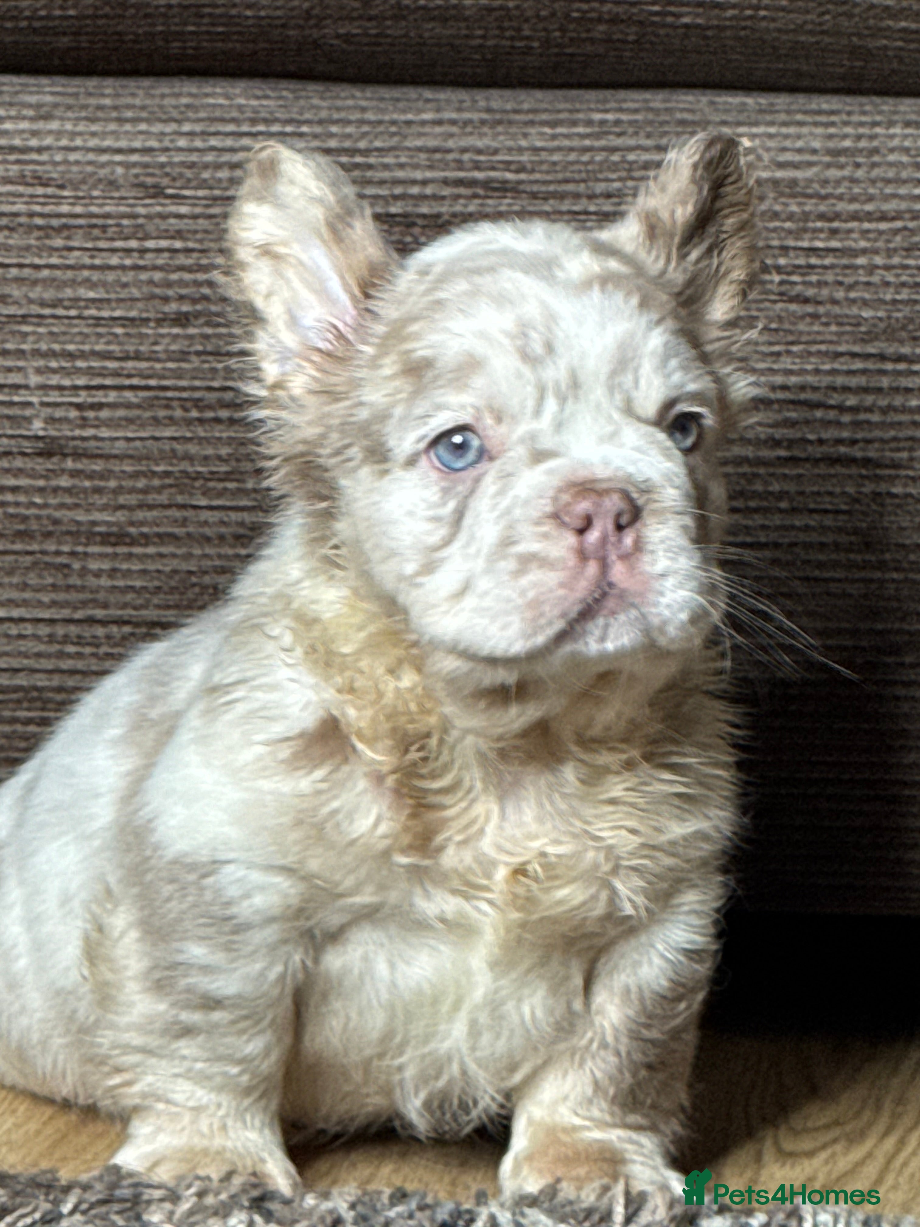 French Bulldog dogs Last 3 Unique French bulldog Fluffy boy £2500  - Advert 3