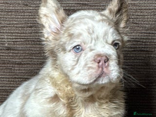 French Bulldog dogs Last 3 Unique French bulldog Fluffy boy £2500 - Advert 3