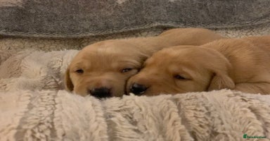 Labrador Retriever dogs - Advert 8