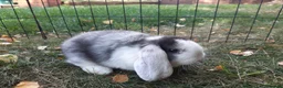 Mini Lop rabbits for sale: Gorgeous Mini lops child friendly  - Advert 11