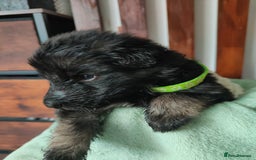 German Shepherd dogs for sale: German shepard puppies for sale - Image 3