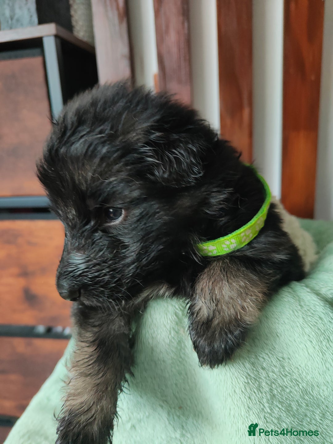 German Shepherd dogs for sale: German shepard puppies for sale - Image 3