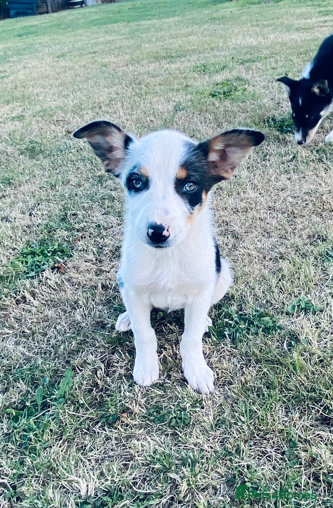 Border Collie dogs for sale: Merle puppy - Image 2
