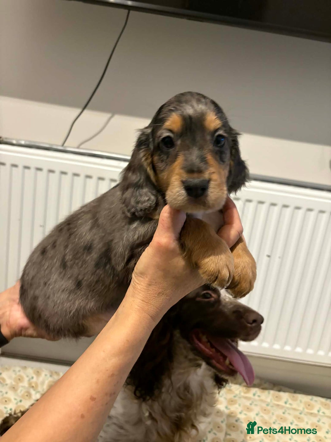 Cocker Spaniel dogs for sale: KC reg parents DNA health tested “show type”   - Advert 15