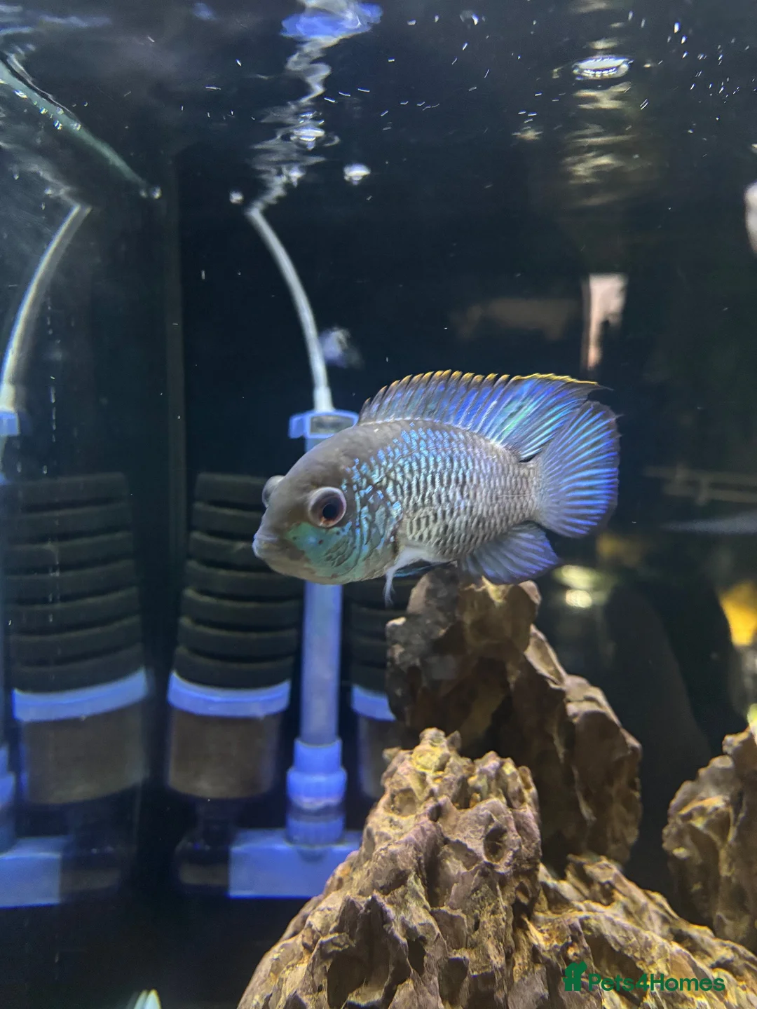 Cichlids fish for sale: Blue acara  in Felixstowe - Advert 2