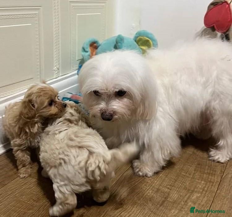 Maltese dogs Three Little Clouds of Joy Two  Girls & One Boy - Advert 18