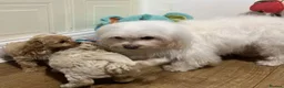 Maltese dogs for sale: Three Little Clouds of Joy Two  Girls & One Boy - Advert 1
