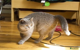 British Shorthair cats for sale: Blue bsh boy looking for his forever home.  - Image 10