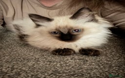 Ragdoll cats for sale: Sapphire's Ragdolls - Image 36