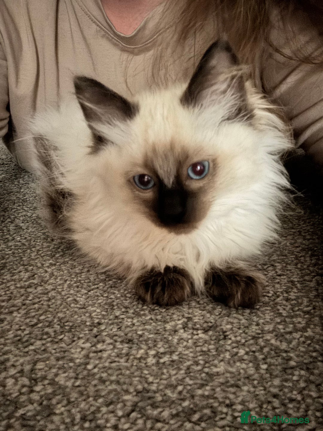 Ragdoll cats for sale: Sapphire's Ragdolls - Image 36