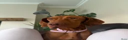 Hungarian Vizsla dogs for sale: KC Registered Hungarian Viszla litter  - Advert 16