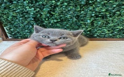 British Shorthair cats for sale: 💕British Shorthair Blue Kittens💕 - Image 5