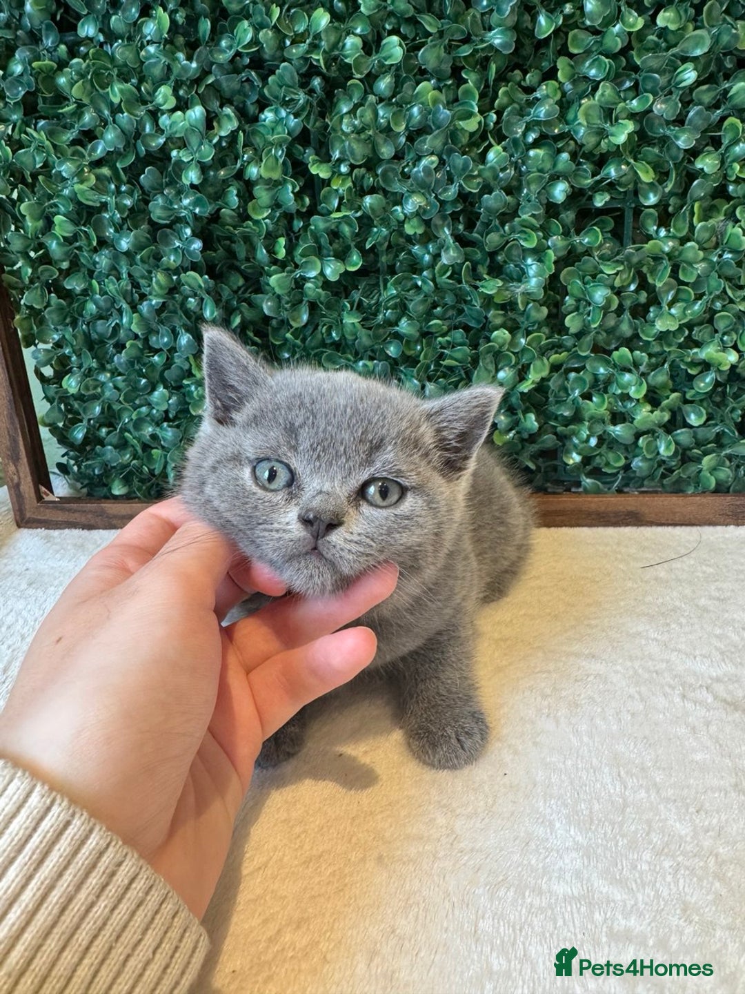 British Shorthair cats for sale: 💕British Shorthair Blue Kittens💕 - Image 5