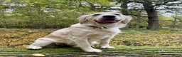 Golden Retriever dogs for sale: KC Reg'd Golden Retriever Puppies - Born 11/10/26 - Advert 22