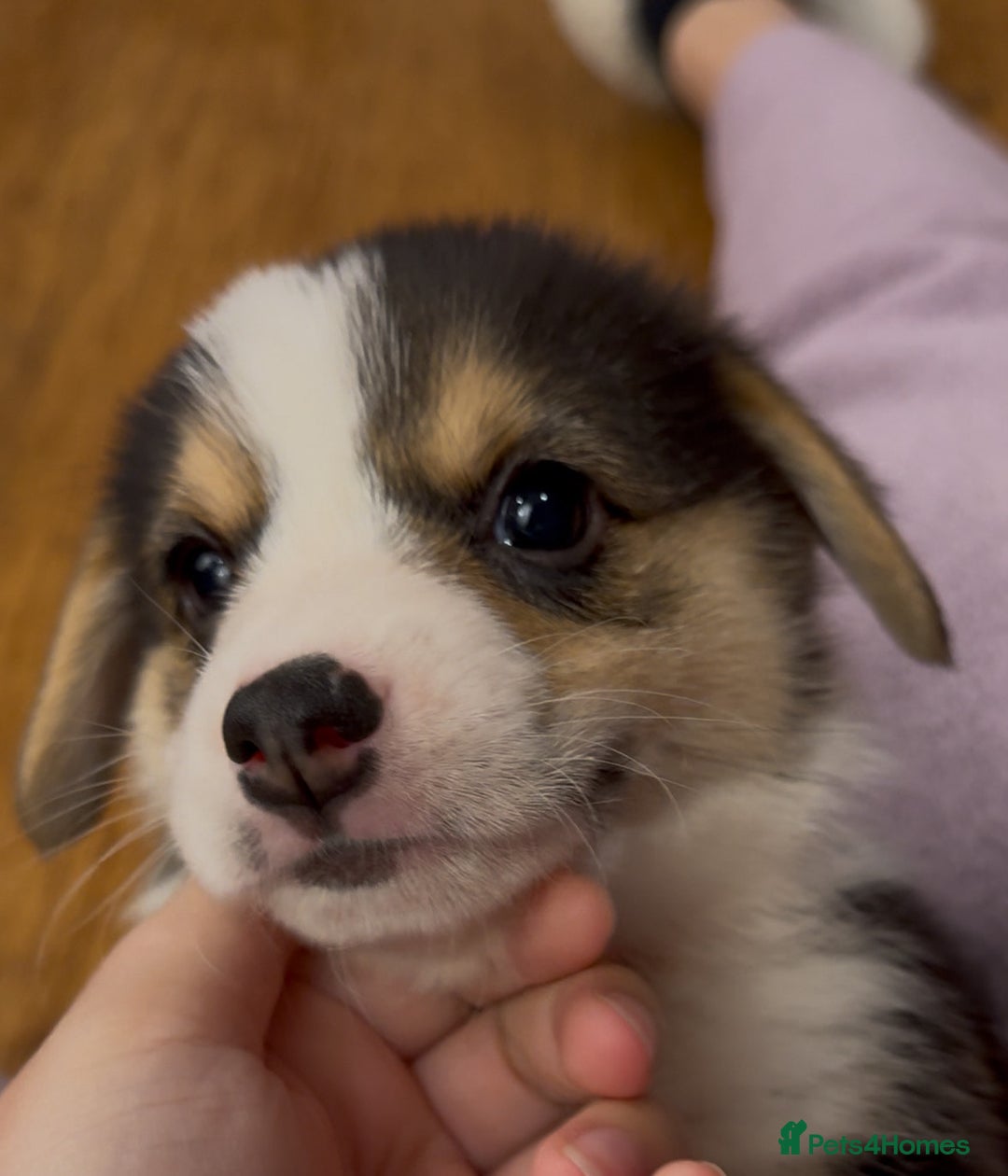Welsh Corgi Pembroke dogs for sale: Bred type - welsh corgi - Image 7