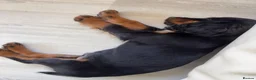 Cocker Spaniel dogs for sale: Beautiful Tri Colour Cocker Spaniel - Advert 3