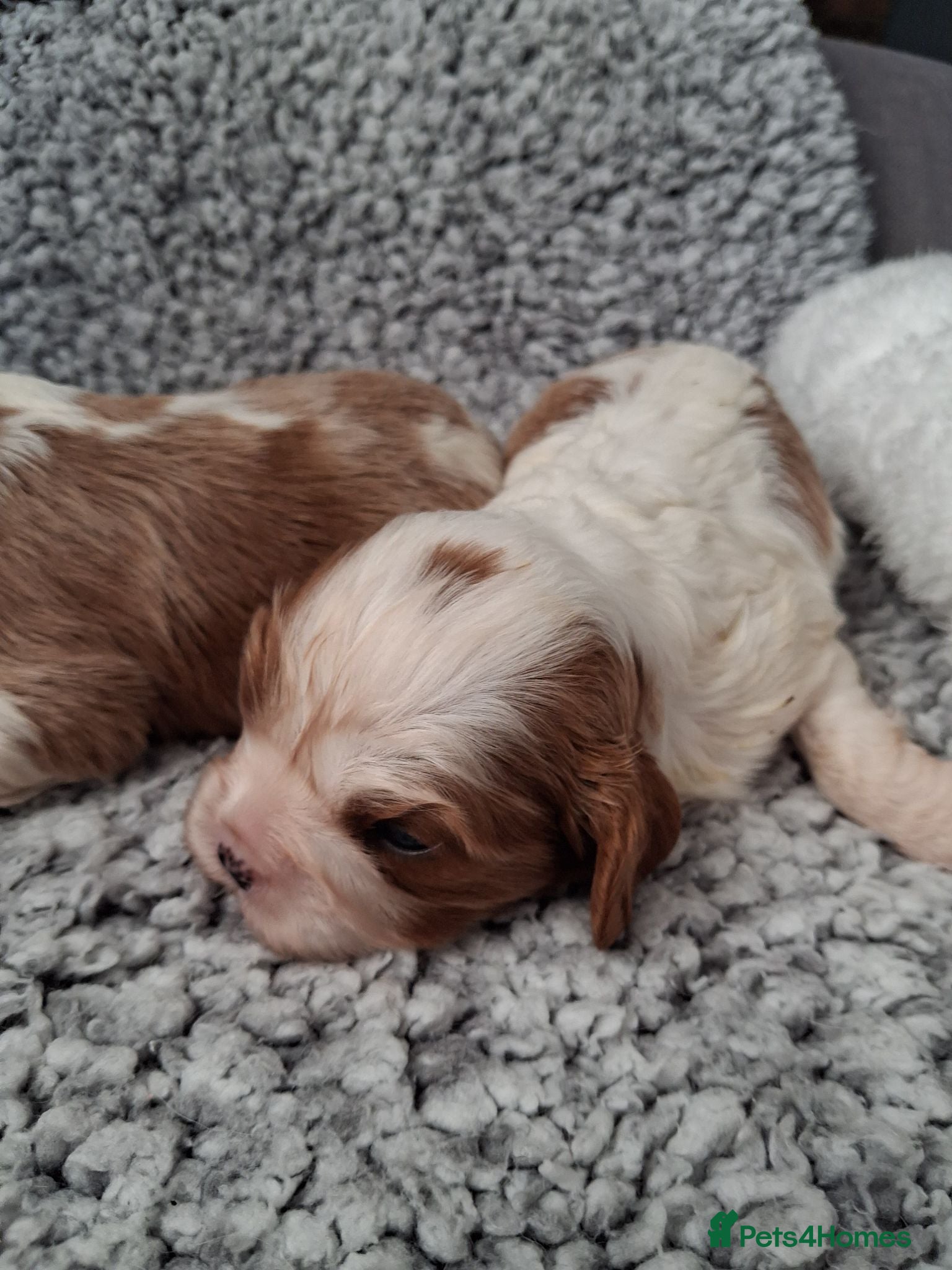 Cavalier King Charles Spaniel dogs Cavalier king Charles health tested parents  - Advert 15