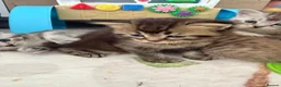 Scottish Fold cats for sale:  * Beautiful Scottish Straight Kittens for Sale! in Leeds - Advert 12