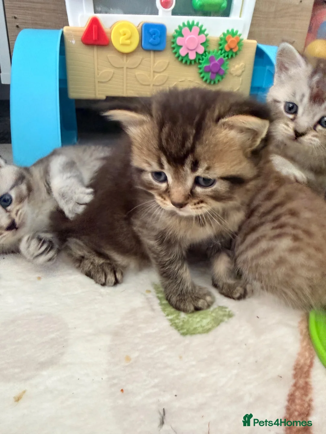 Scottish Fold cats for sale:  * Beautiful Scottish Straight Kittens for Sale! in Leeds - Advert 12