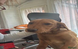 Labrador Retriever dogs for sale: Fox red lab - Image 2