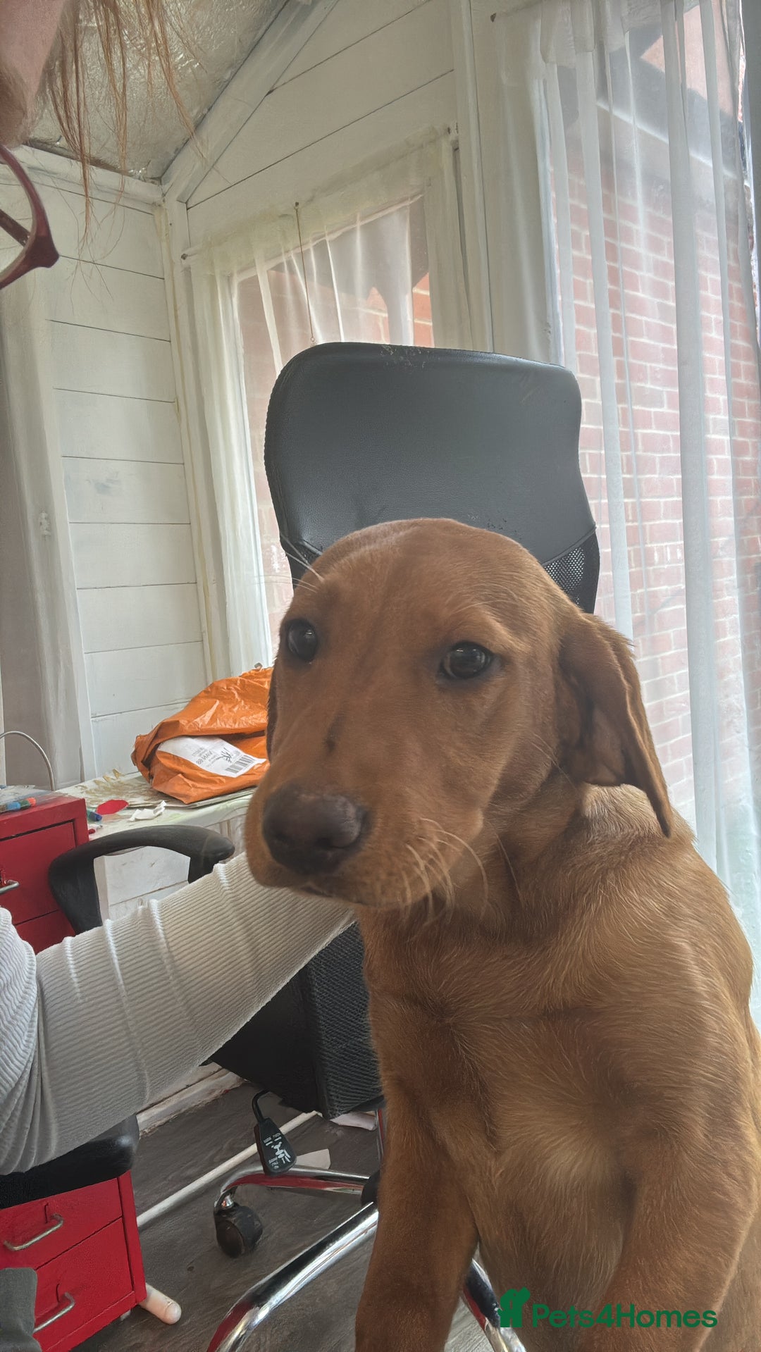 Labrador Retriever dogs for sale: Fox red lab - Image 2