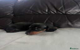 Miniature Dachshund dogs for sale: Gorgeous mini dachshund puppies  - Image 9