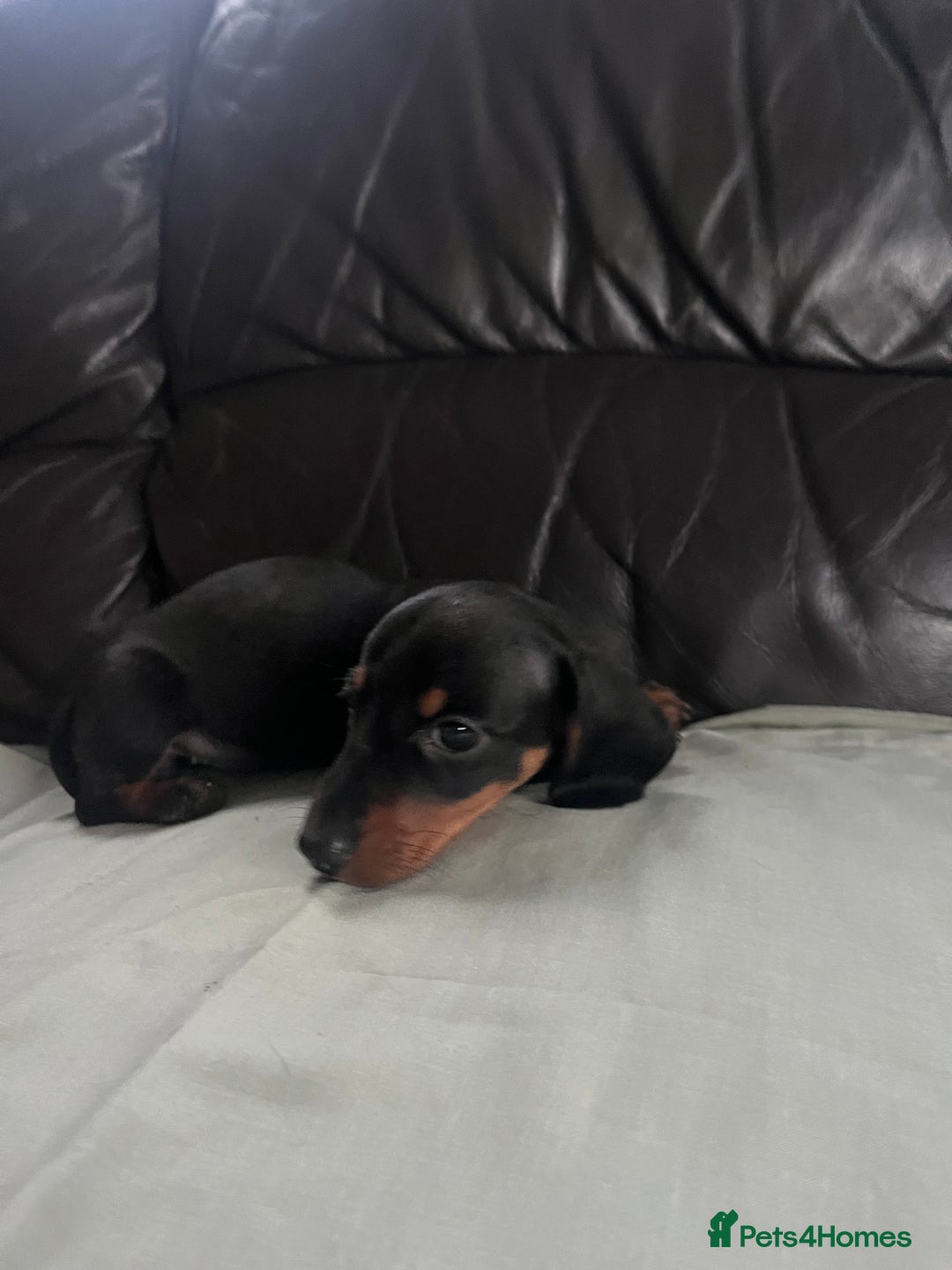 Miniature Dachshund dogs for sale: Gorgeous mini dachshund puppies  - Image 9