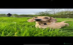 Miniature Dachshund dogs for sale: 3 miniature dachshunds - must go together  - Image 2