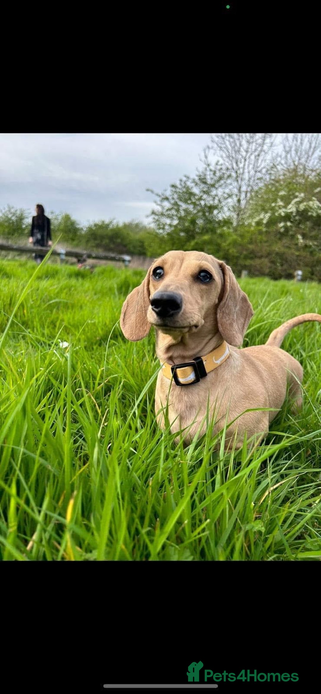 Miniature Dachshund dogs for sale: 3 miniature dachshunds - must go together  - Image 2