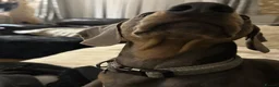 Miniature Dachshund dogs for sale: Male miniature dachshund  - Advert 8