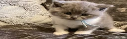 British Shorthair cats for sale: GCCF Registered Bi-colour Kitten - Advert 31