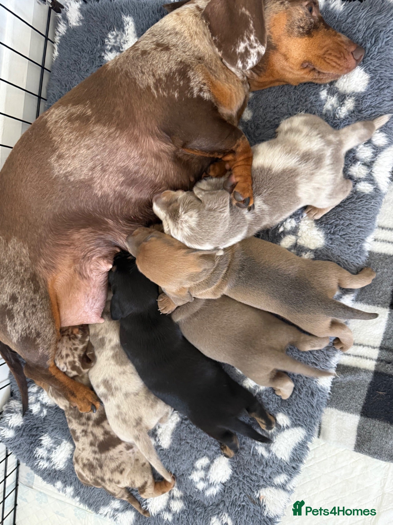 Miniature Dachshund dogs Beautiful Miniature Dachshund litter  - Advert 3