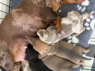 Miniature Dachshund dogs Beautiful Miniature Dachshund litter - Advert 1