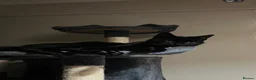 Mixed Breed cats for sale: 2 black female cats looking for a forever  home - Advert 2