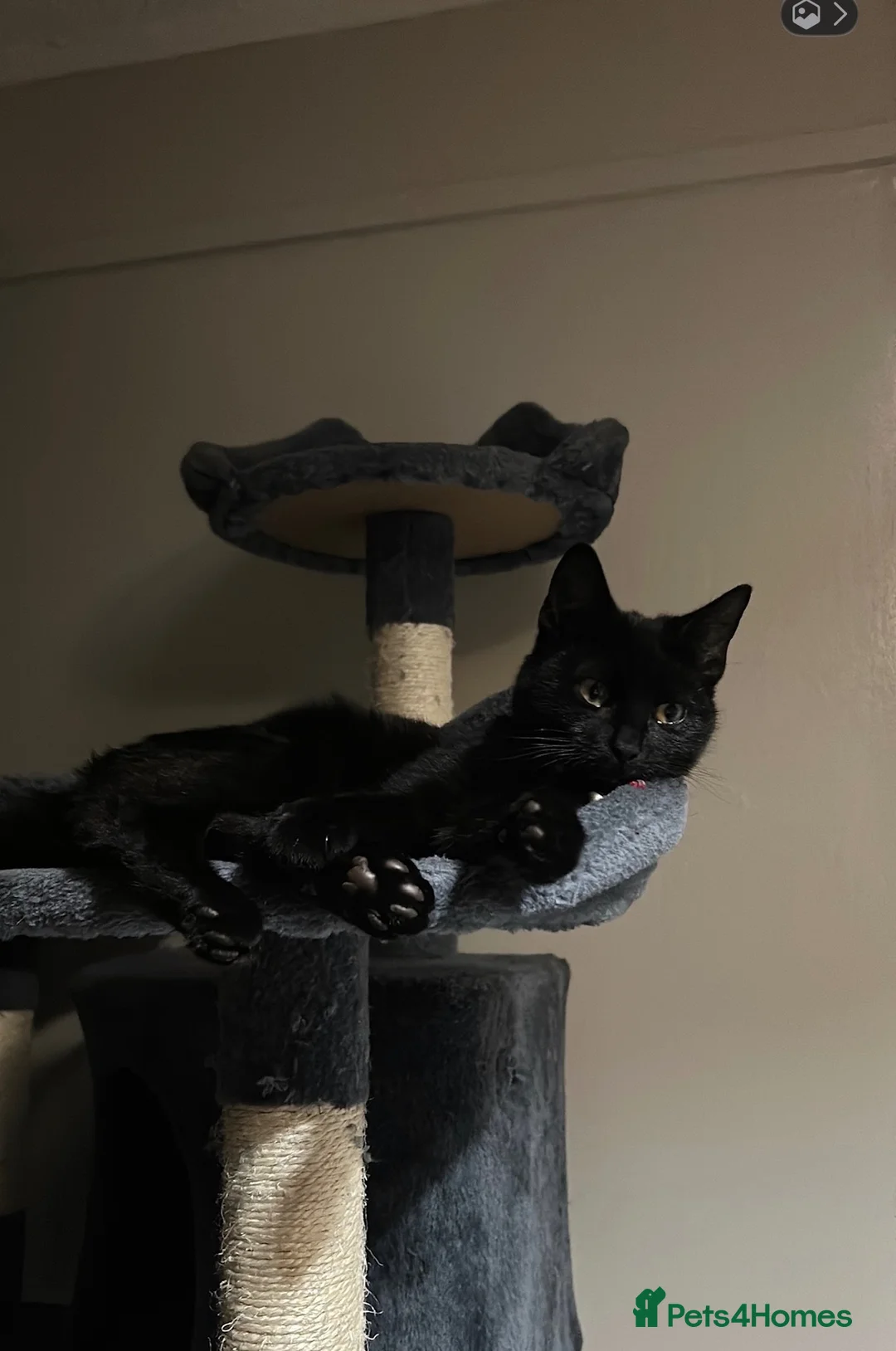 Mixed Breed cats for sale: 2 black female cats looking for a forever  home - Advert 2